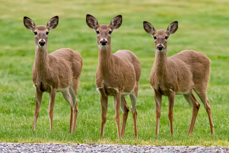 Three white-tailed deer standing alert on a grassy lawn