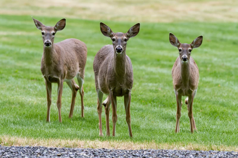 Three white-tailed deer standing alert on a grassy lawn