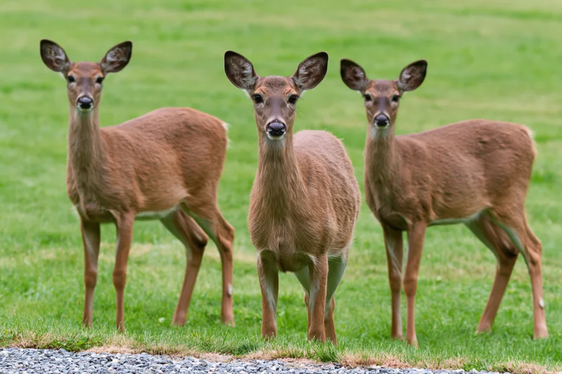 Three white-tailed deer standing alert on a grassy lawn