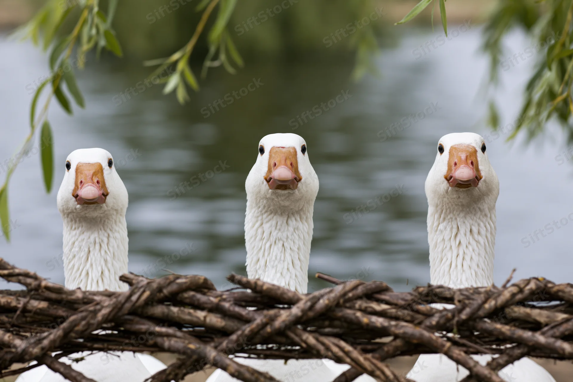 Three white domestic geese stretching necks upward behind woven branches near water