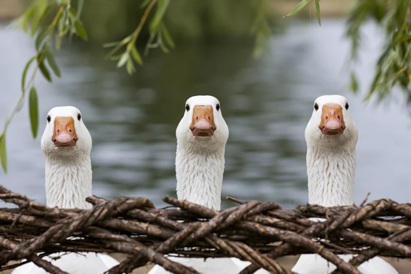 Three white domestic geese stretching necks upward behind woven branches near water
