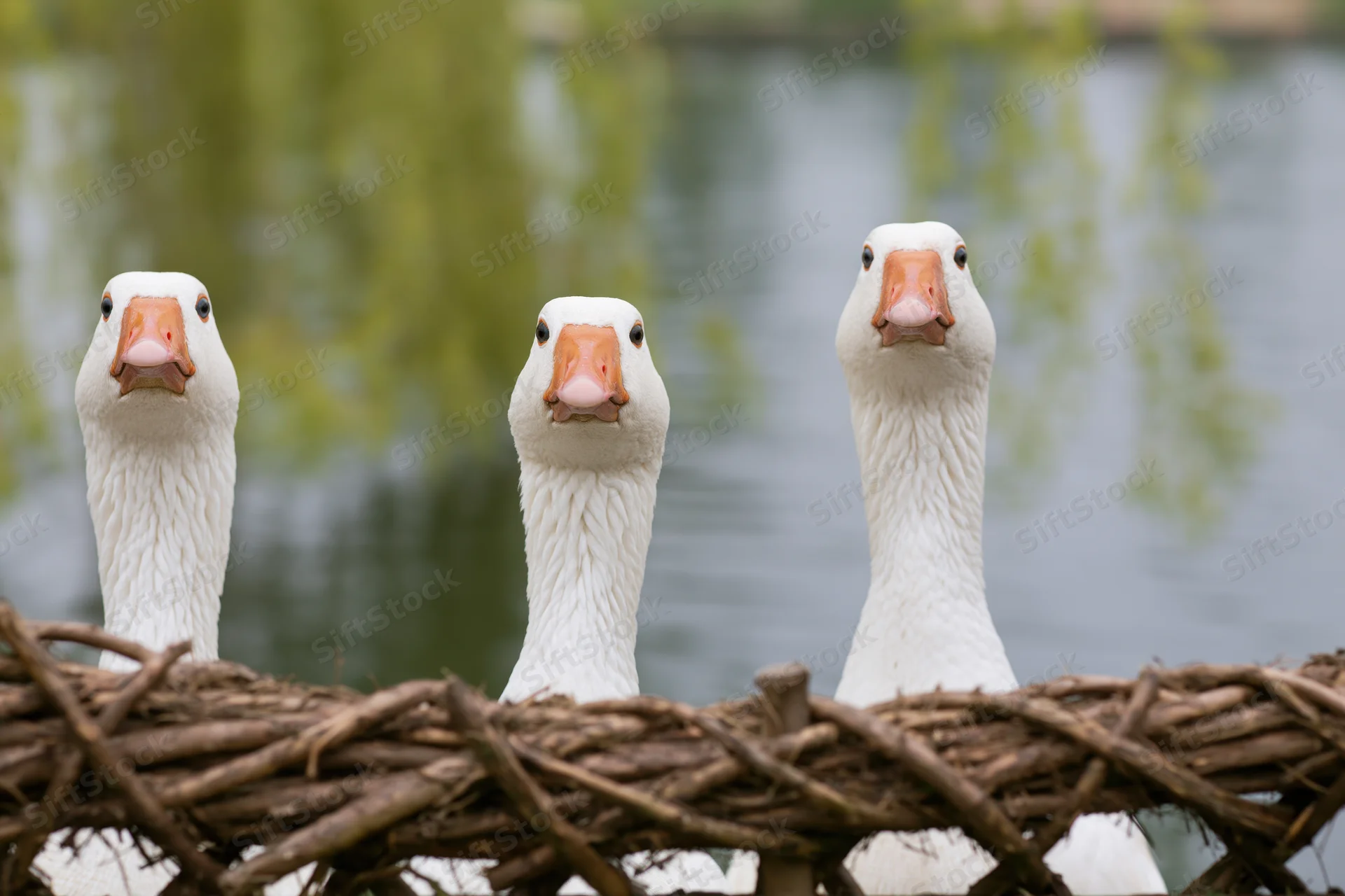 Three white domestic geese stretching necks upward behind woven twig fence near water