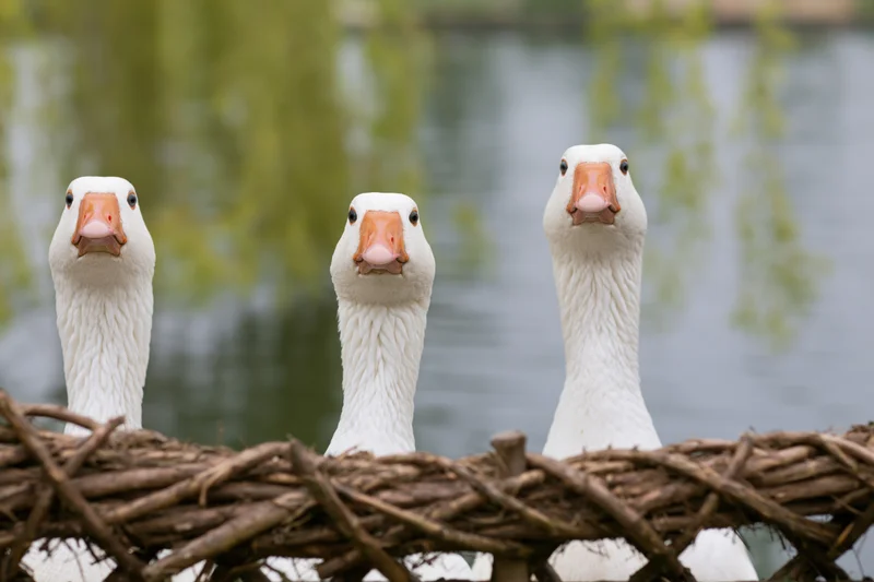 Three white domestic geese stretching necks upward behind woven twig fence near water