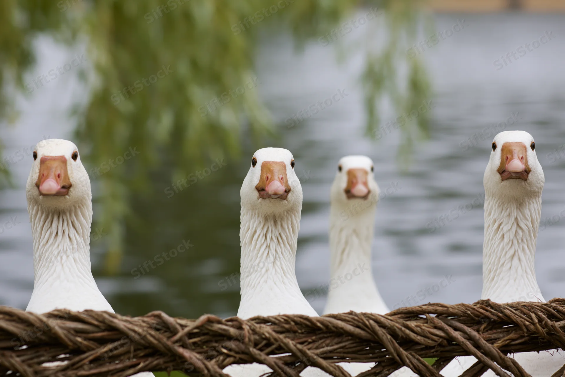 Four white domestic geese stretching necks upward behind woven wicker fence near water with willow branches above
