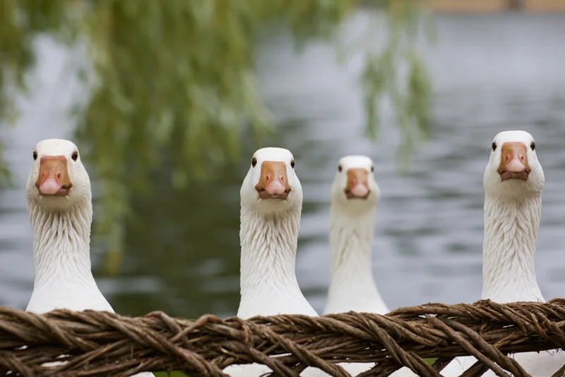 Four white domestic geese stretching necks upward behind woven wicker fence near water with willow branches above