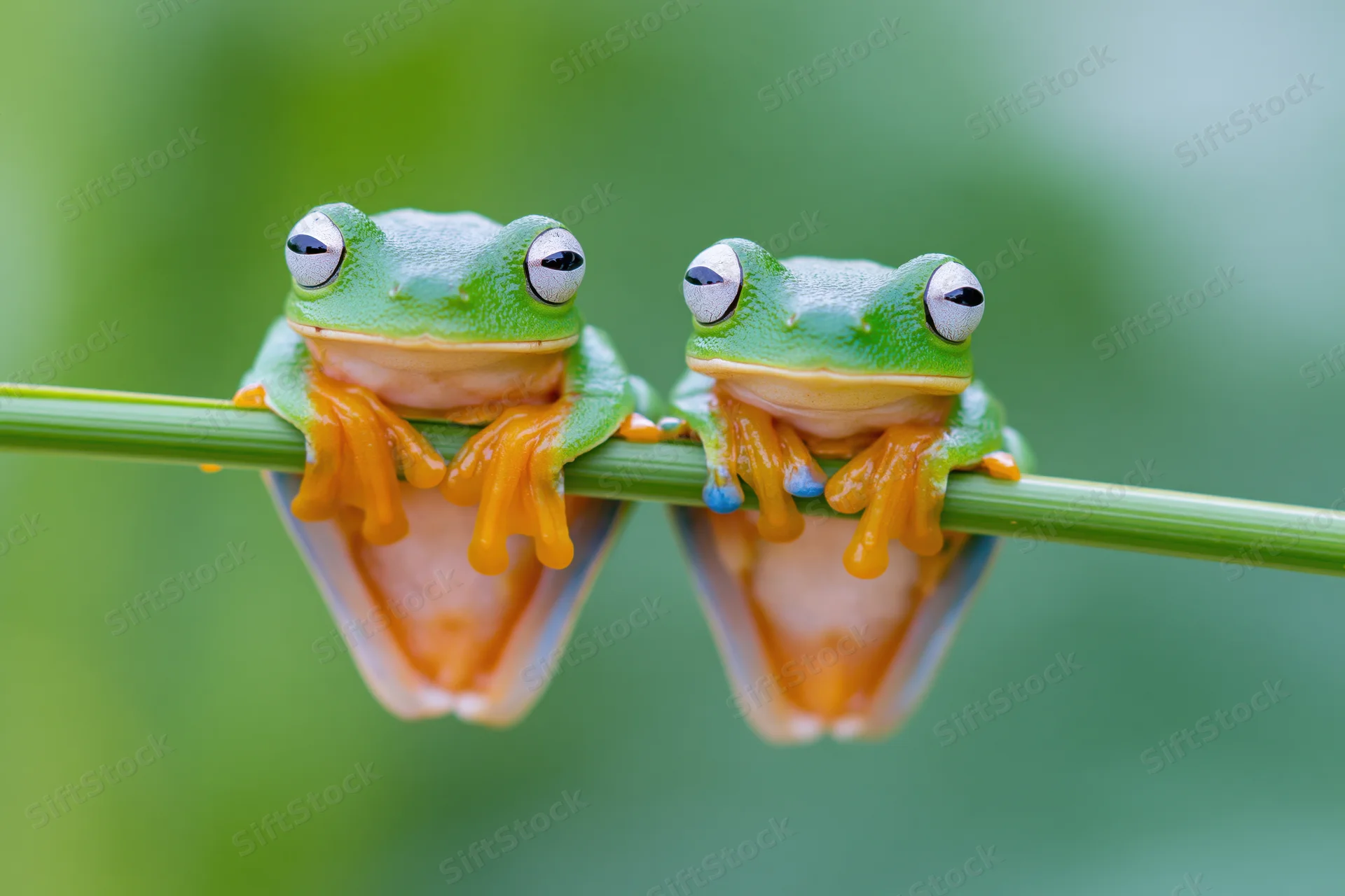 Two javan gliding tree frogs perched side by side on a thin green stem in a lush natural setting