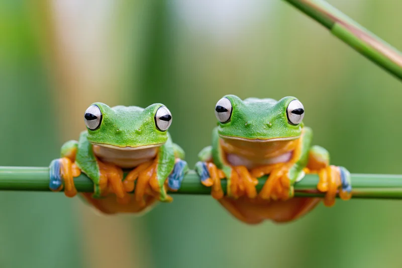 Two javan gliding tree frogs perched side by side on a thin green branch