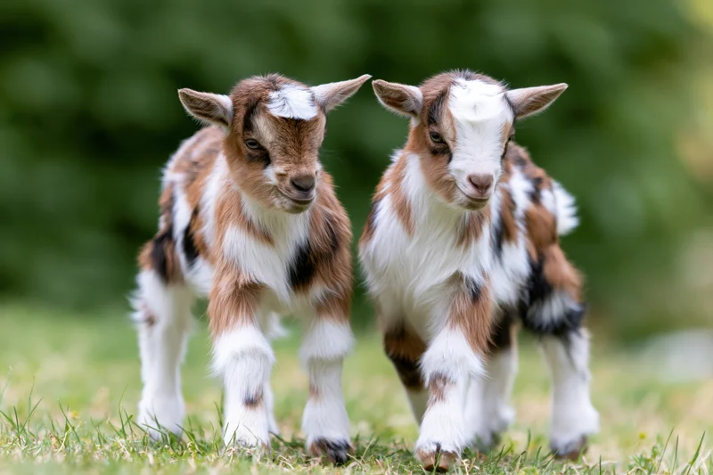 Two baby Nigerian Dwarf goat kids standing close together on grass in a field