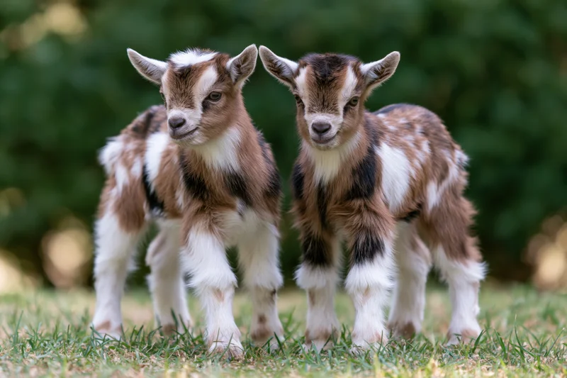 Two baby Nigerian Dwarf goat kids standing close together on grass in a field
