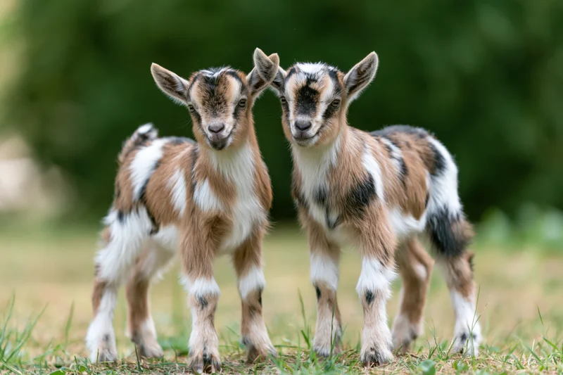 Two baby Nigerian Dwarf goat kids standing close together on grass in a field