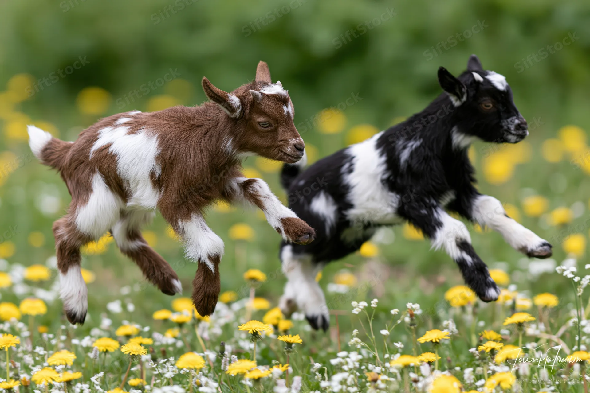 Two baby goats leaping through a flower-filled meadow
