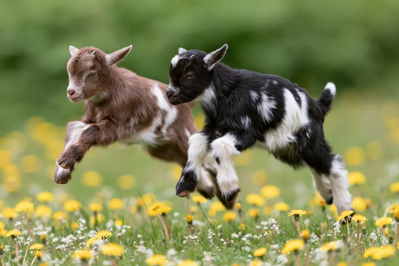 Two baby goats mid-leap playing together in a flower-filled meadow