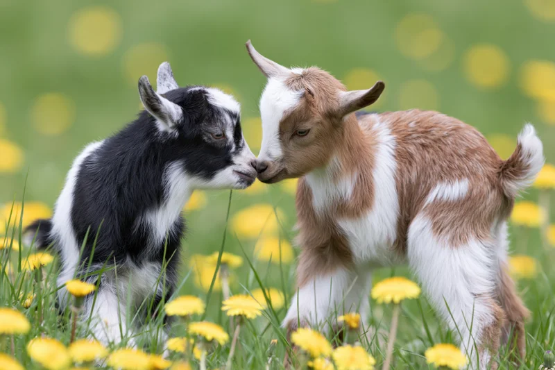 Two baby goats touching noses in a grassy field with yellow dandelions