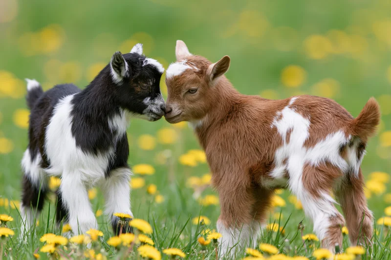 Two baby goats touching noses in a grassy field dotted with yellow dandelions