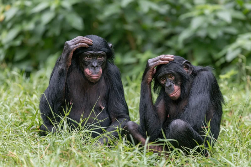 Two bonobos sitting together in grass with hands on heads