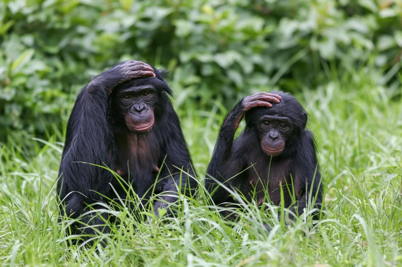 Two bonobos sitting together in grass with hands on heads in a lush green forest setting