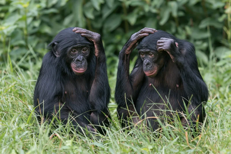 Two bonobos sitting together in grass with hands on heads