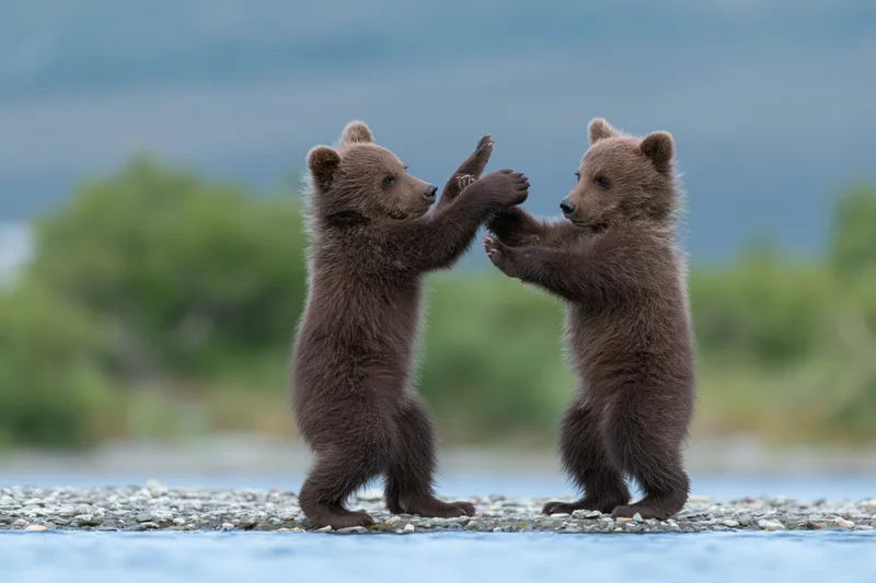 Two brown bear cubs play-fighting on a rocky riverbank
