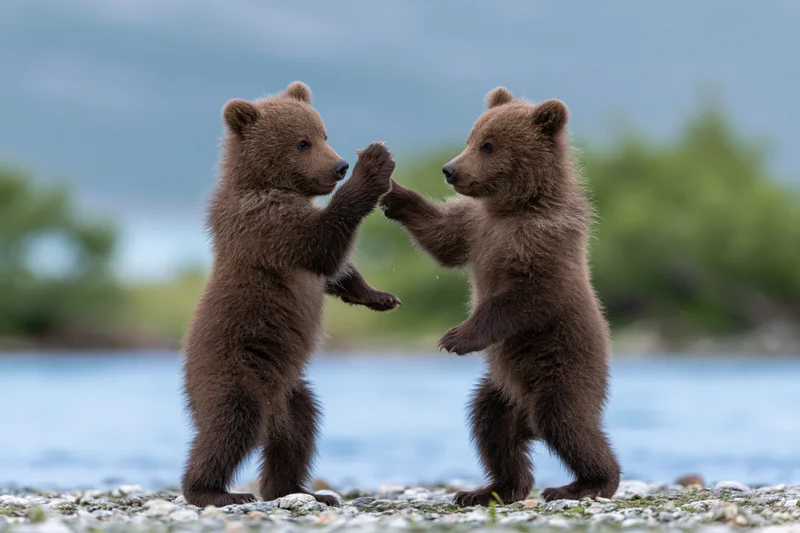 Two brown bear cubs play-fighting on a rocky riverbank near water