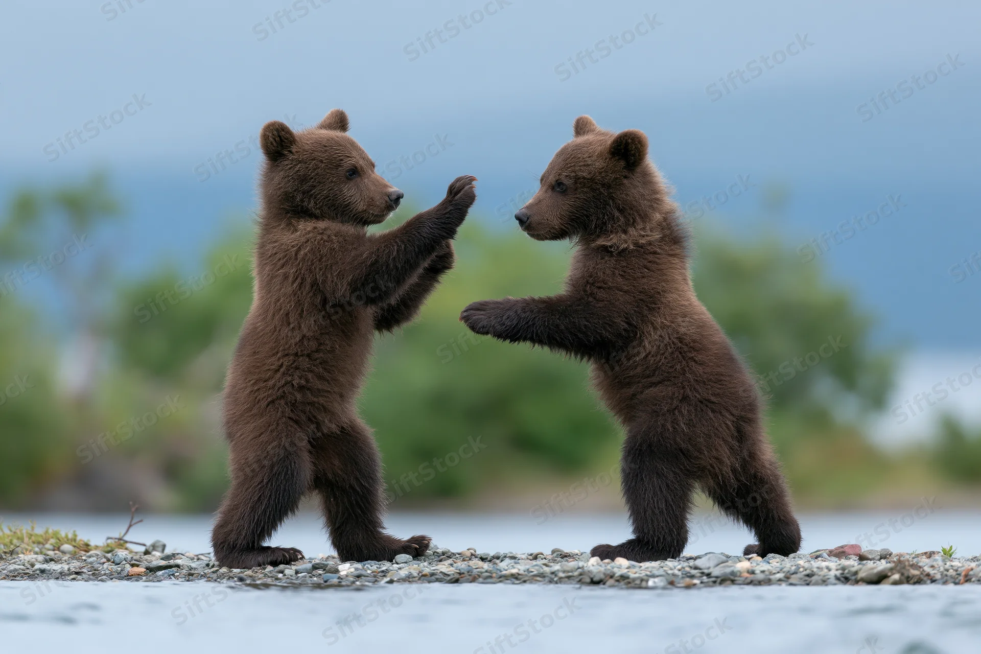 Two brown bear cubs play-fighting on a rocky riverbank near water
