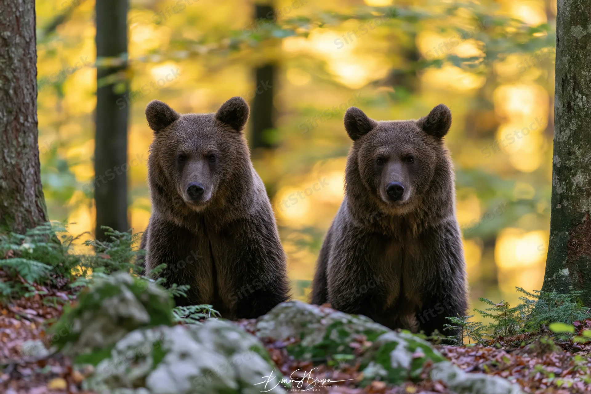 Two brown bears standing alert among forest undergrowth with golden sunlight filtering through trees