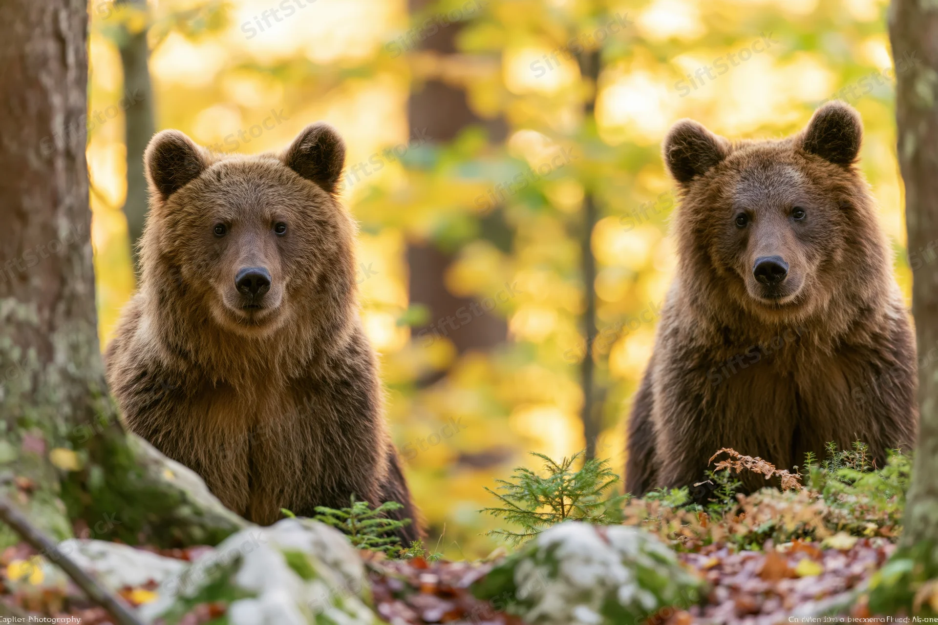 Two brown bears standing alert among forest undergrowth in autumn woodland