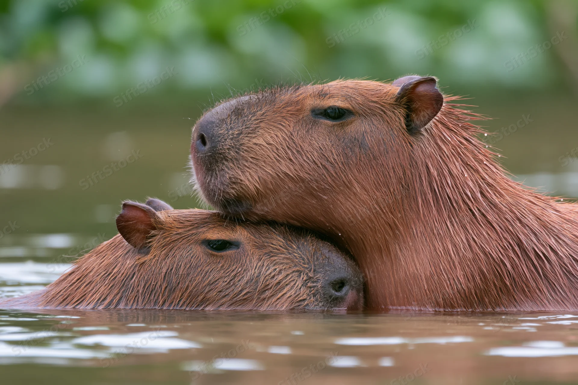 Two capybaras half-submerged in calm river with one resting its head on the other's back