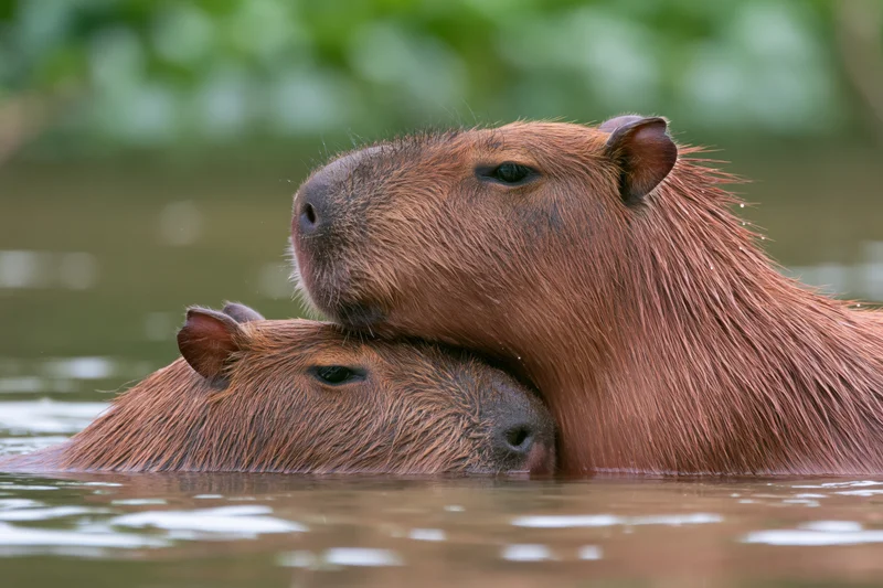 Two capybaras half-submerged in calm river with one resting its head on the other's back