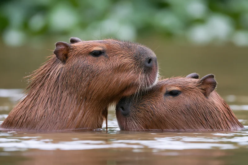 Two capybaras half-submerged in calm river with heads close together, one resting its head on the other's back