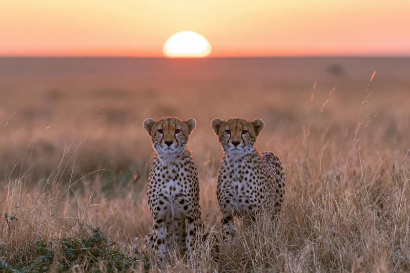 Two cheetahs standing alert side by side in tall dry savanna at sunset