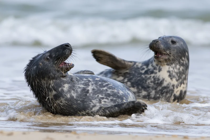 Two grey seals playfully interacting in shallow water at the shoreline