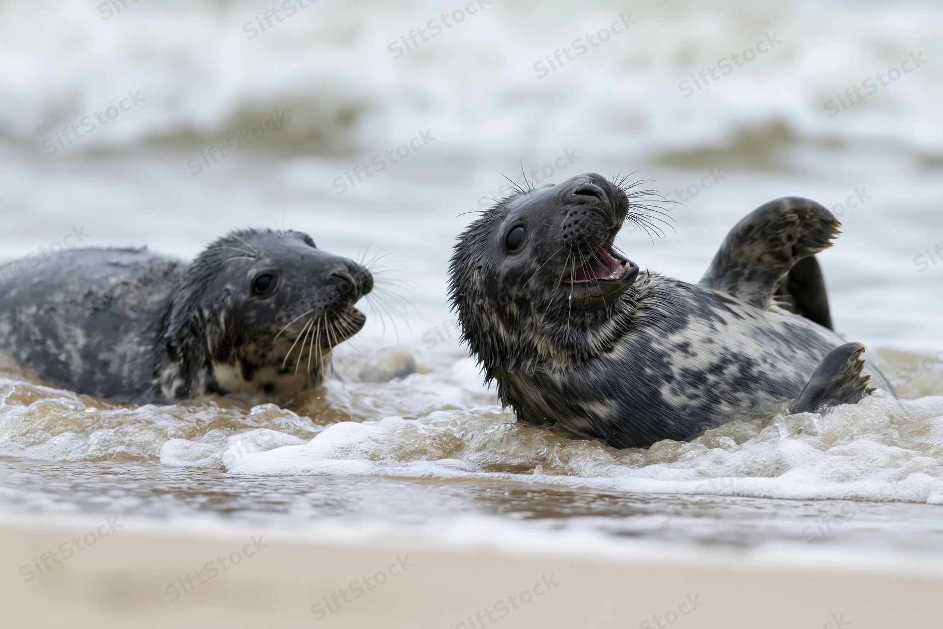 Two grey seal pups interacting playfully in shallow water at the shoreline