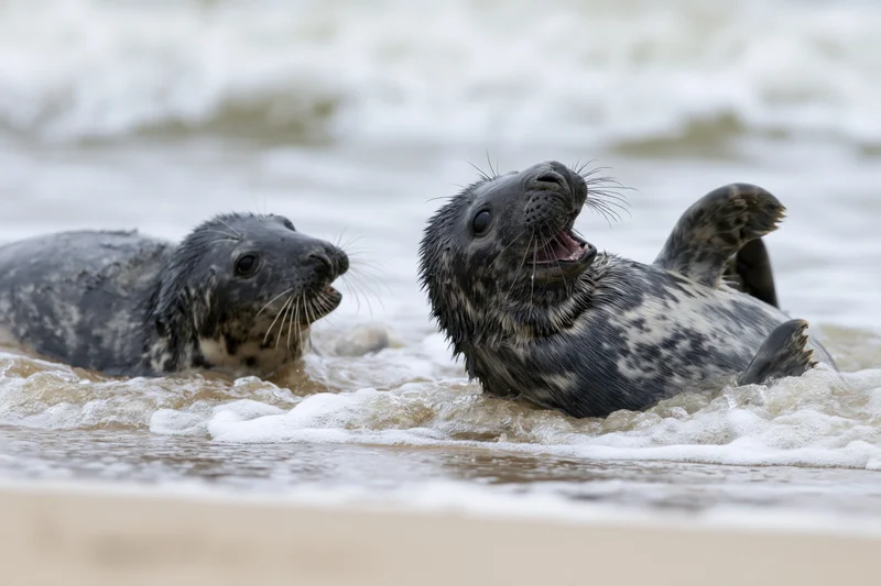 Two grey seal pups interacting playfully in shallow water at the shoreline