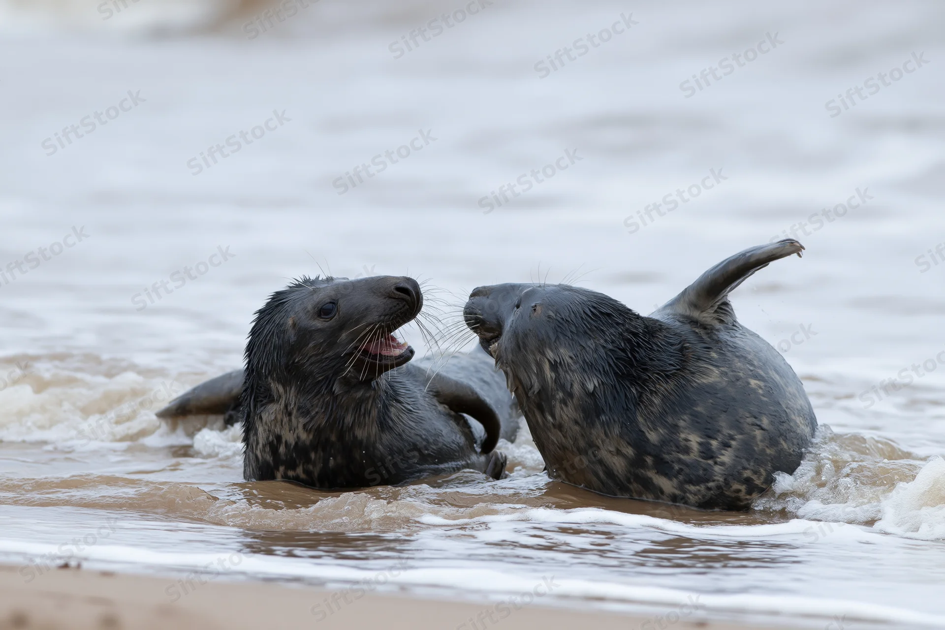 Two grey seals playfully interacting in shallow water at the shoreline