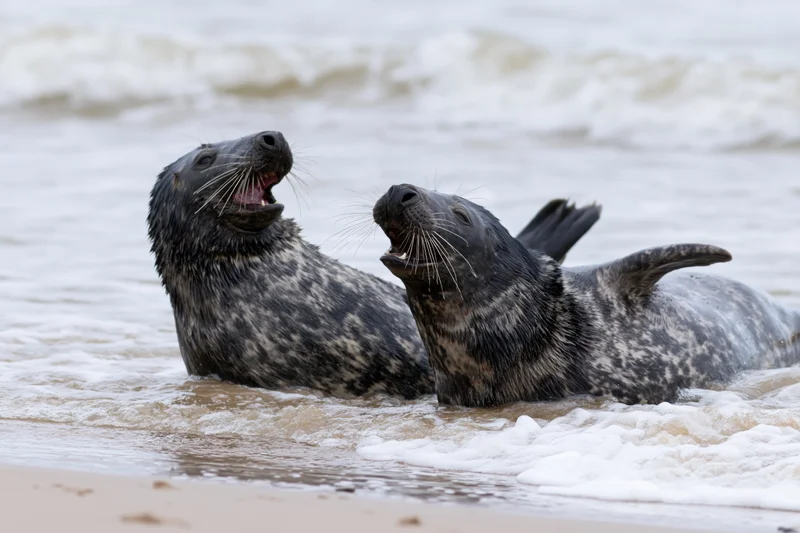 Two grey seals vocalizing and interacting in shallow water at the shoreline