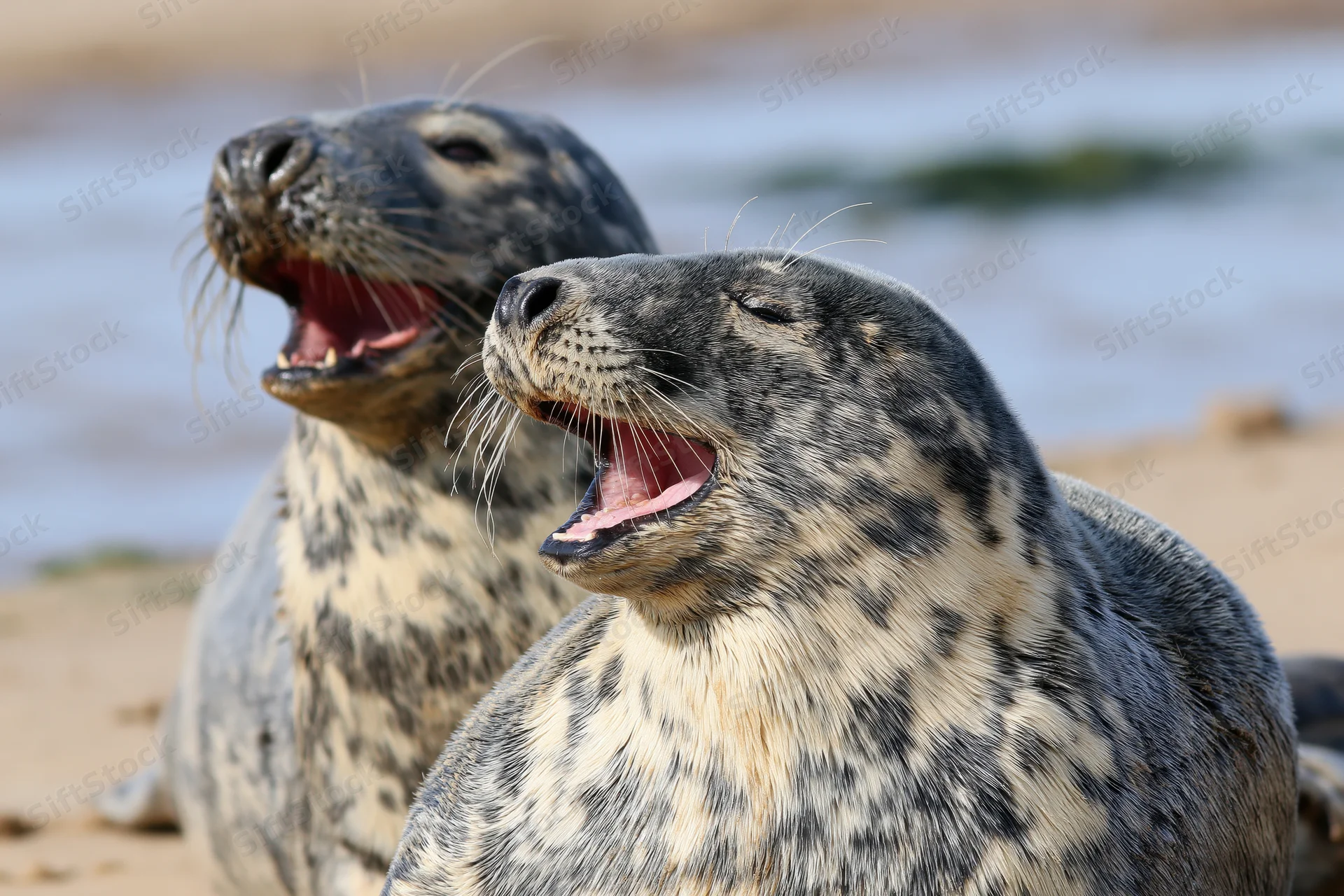 Two grey seals vocalizing with mouths open on a sandy beach near the ocean