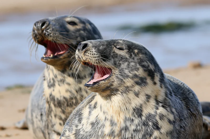Two grey seals vocalizing with mouths open on a sandy beach near the ocean