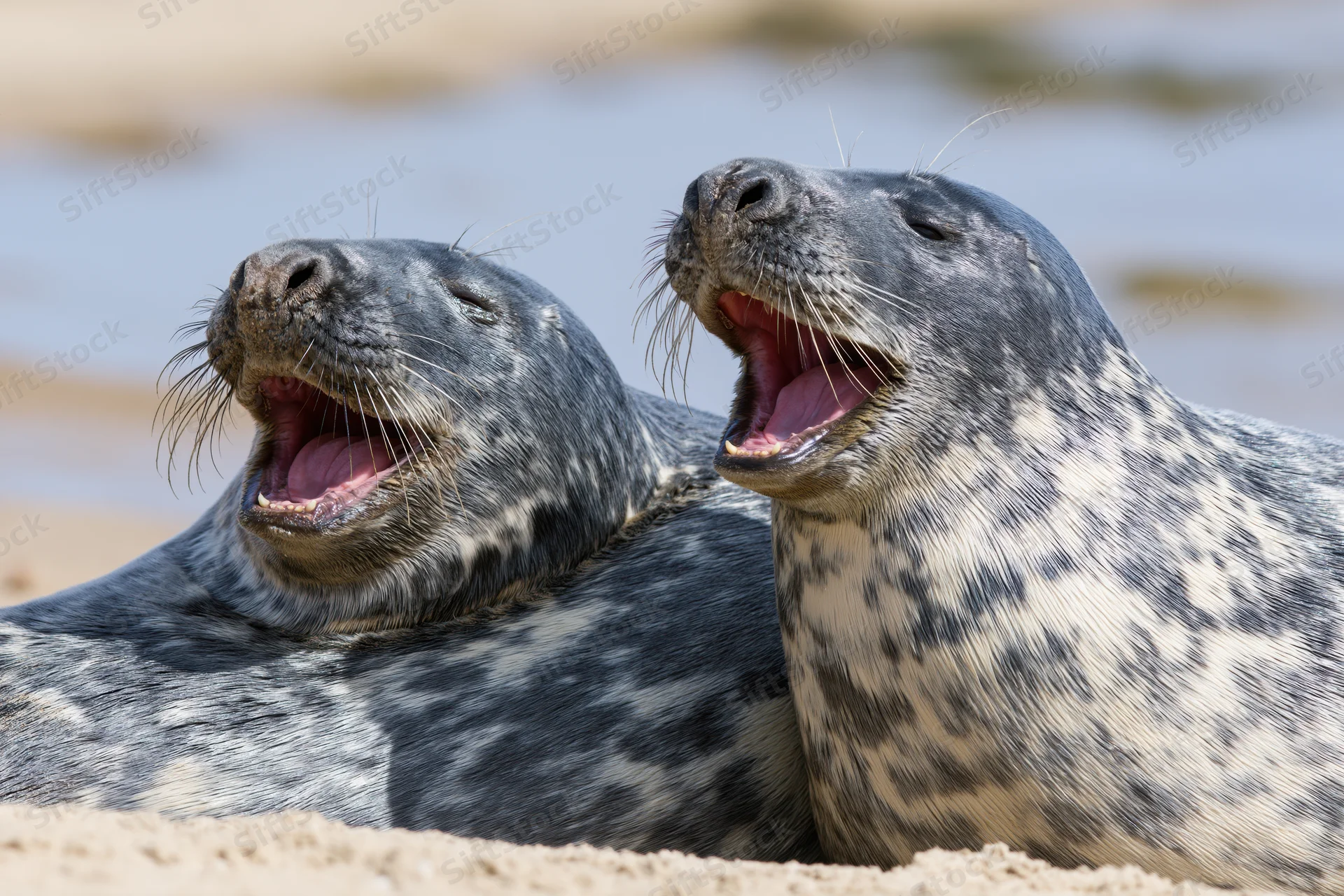 Two grey seals vocalizing with mouths open on a sandy beach