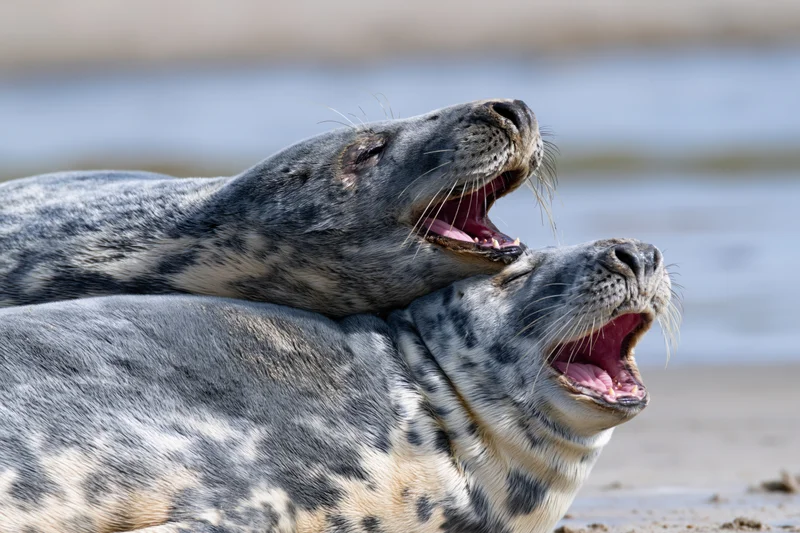 Two gray seals resting on sandy beach with heads close and mouths open