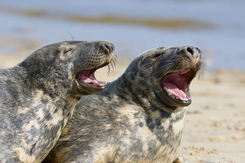 Two grey seals with open mouths on a sandy beach