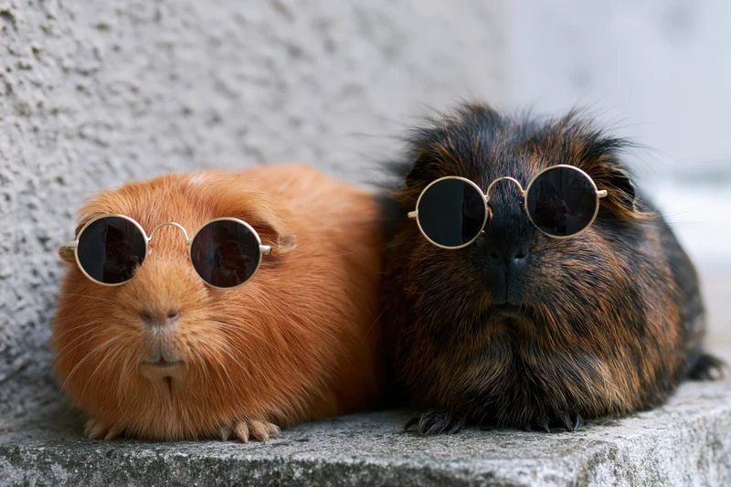 Two guinea pigs wearing round gold sunglasses sitting side by side on a concrete ledge