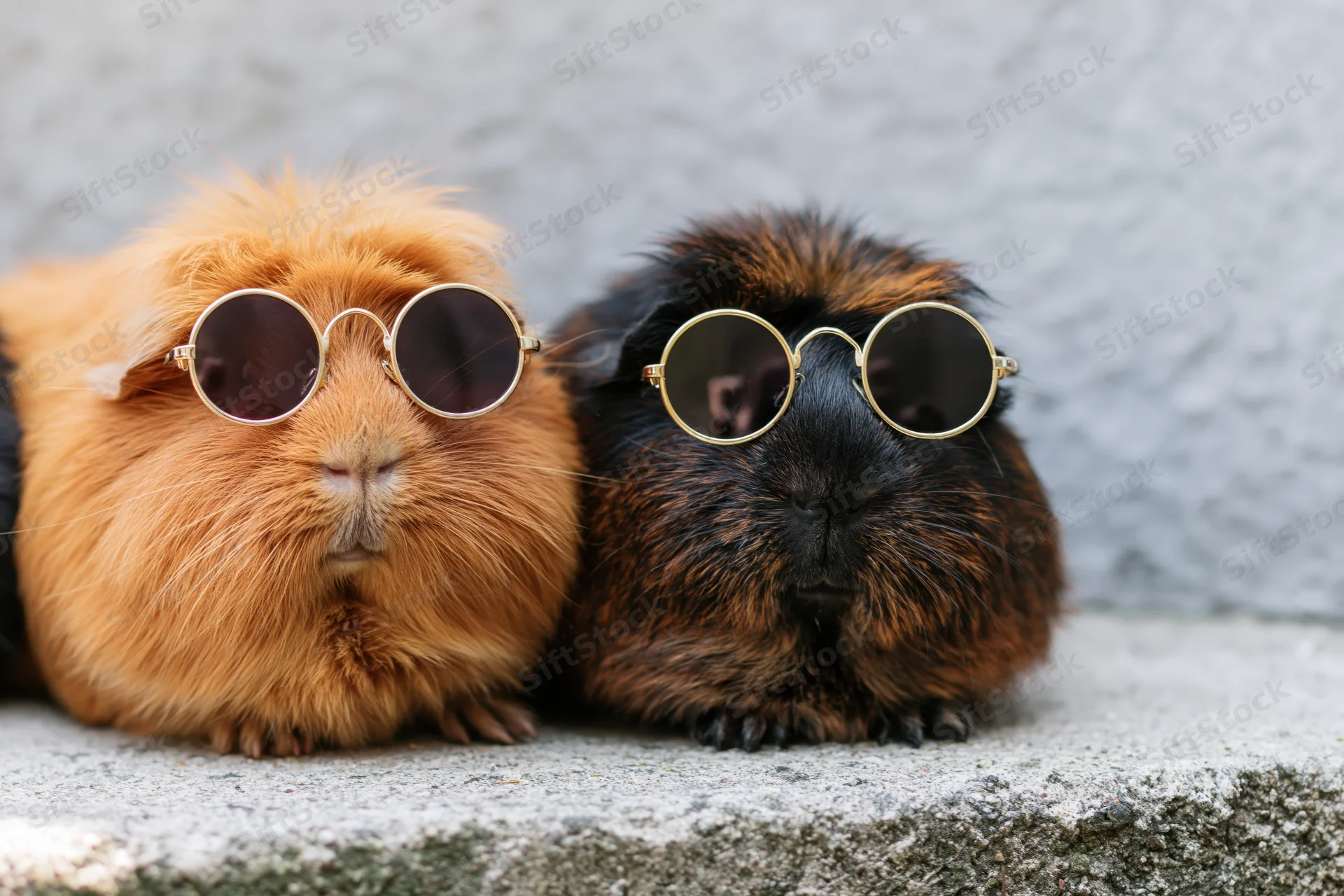 Two guinea pigs wearing round gold sunglasses sitting side by side on a stone ledge