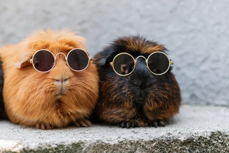 Two guinea pigs wearing round gold sunglasses sitting side by side on a stone ledge