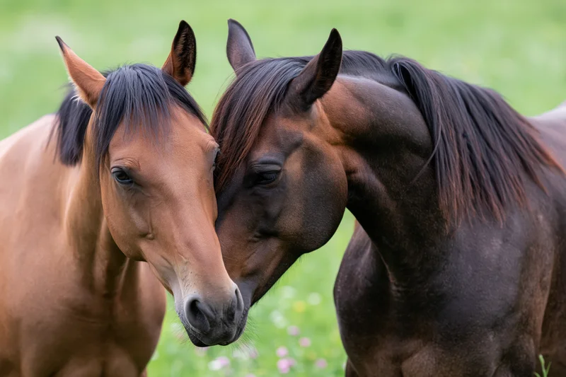 Two horses nuzzling each other in a grassy field
