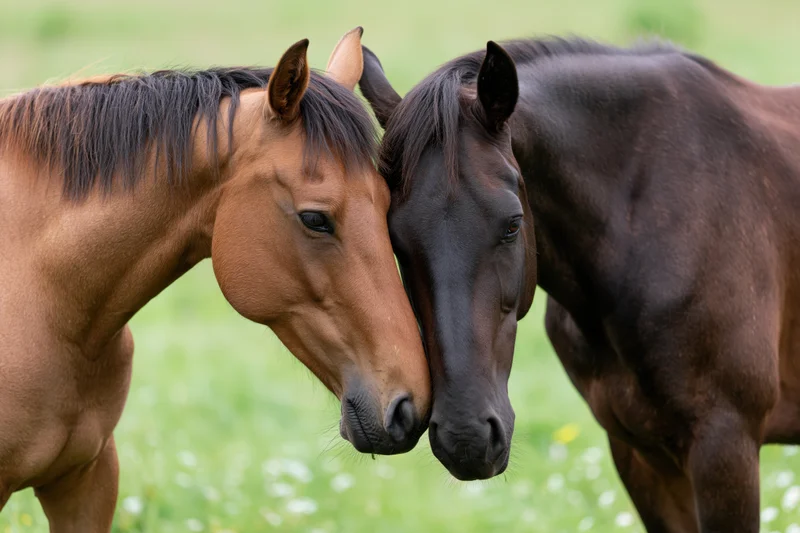 Two horses nuzzling each other in a grassy field