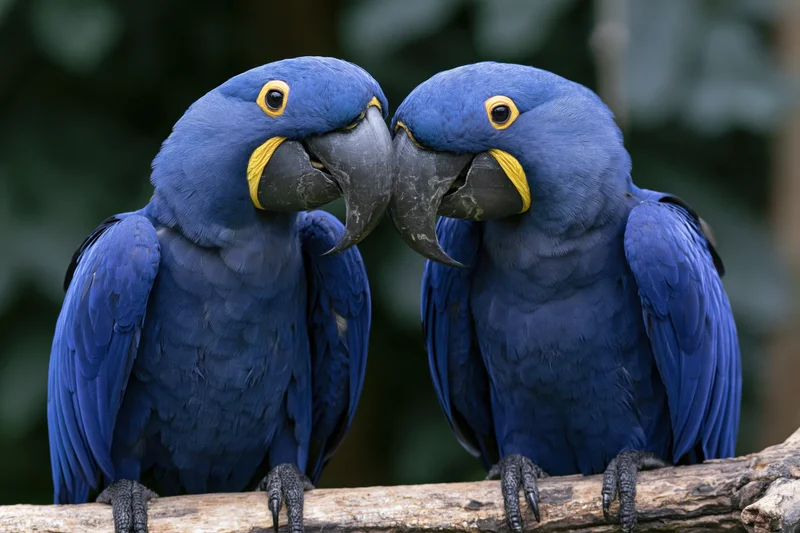 Two hyacinth macaws perched close together on a weathered branch