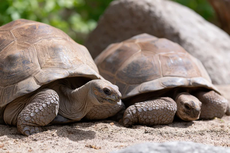 Two aldabra giant tortoises resting side by side on sandy ground near rocks