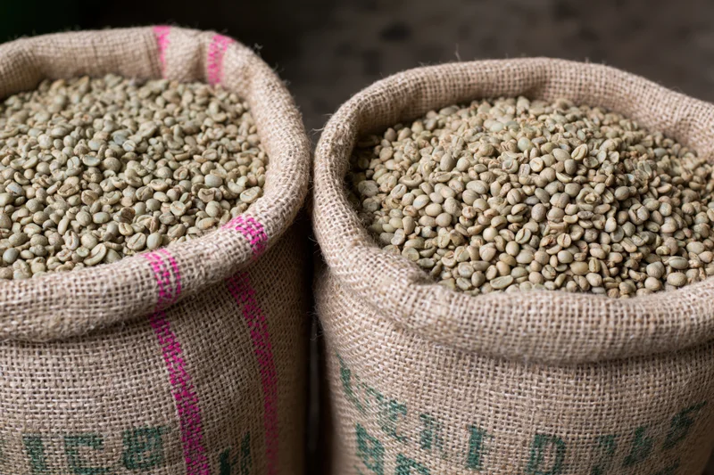 Two open burlap sacks filled with raw green coffee beans side by side