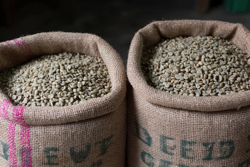 Two open burlap sacks filled with raw green coffee beans side by side