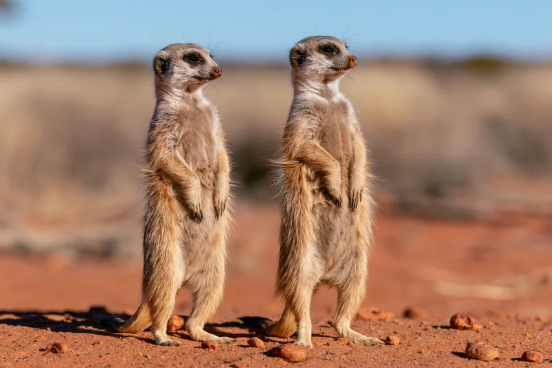 Two meerkats standing upright on red sandy ground in a desert habitat